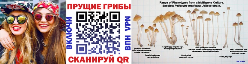 Псилоцибиновые грибы GOLDEN TEACHER  Советский 